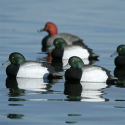 Other Decoys & Mixed Packs